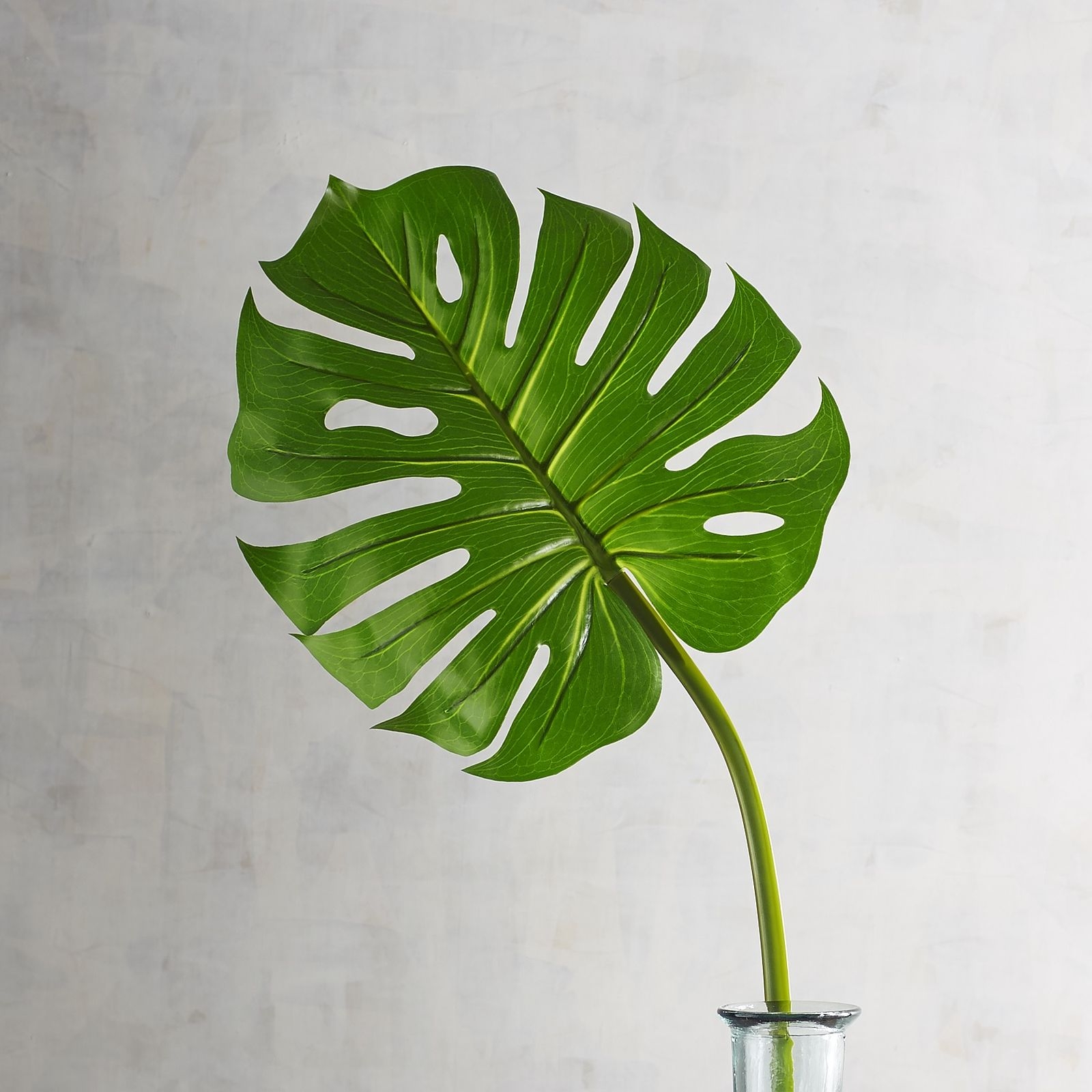 Monstera:królowa trendu urban jungle + inspiracje produktowe